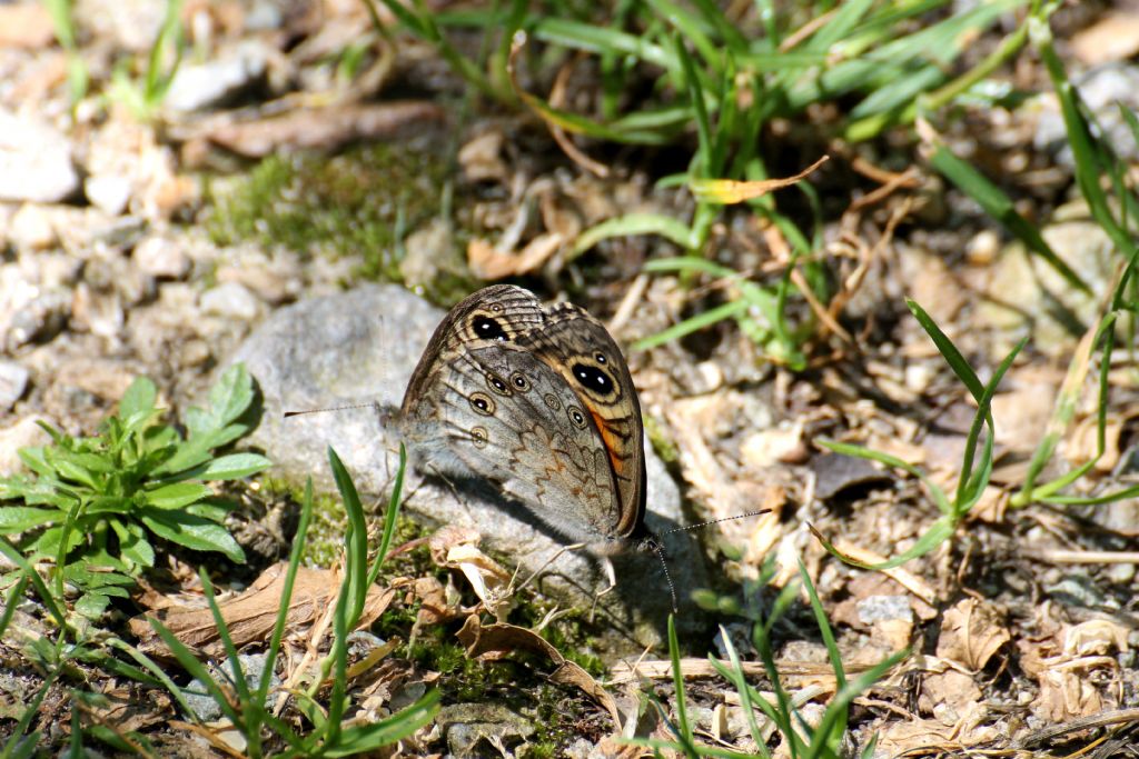 Lasiommata maera